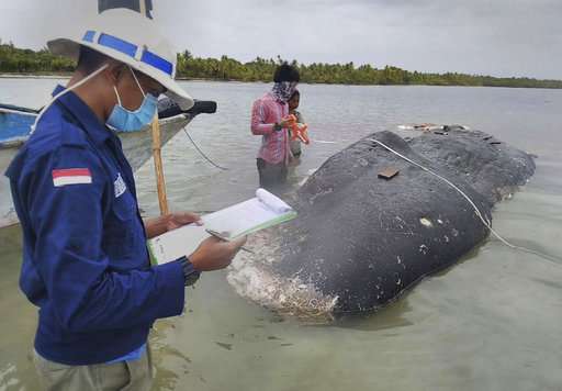 Dead whale had 115 plastic cups, 2 flip-flops in its stomach