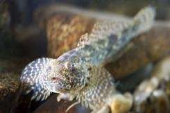 Decline in native fish species -- Invasive species on the increase