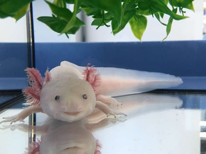 Decoding the Axolotl genome