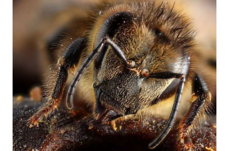 Decoding the honeybee dance could lead to healthier hives