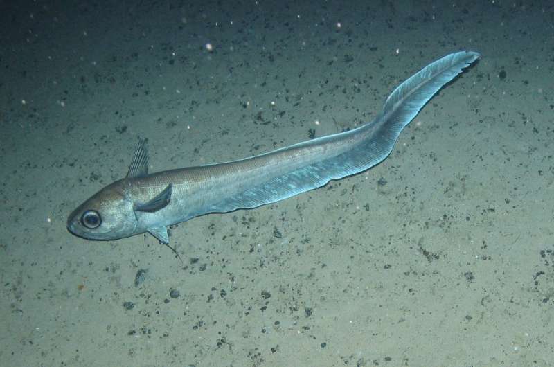 Deep-sea fish choose habitat according to genotype, new research says