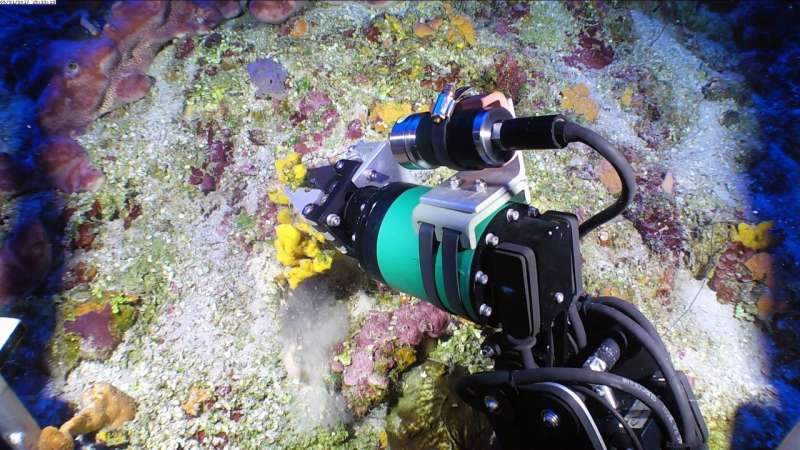 Deep-sea marine sponges may hold key to antibiotic drug resistance