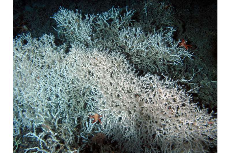 Deepwater corals thrive at the bottom of the ocean, but can't escape human impacts