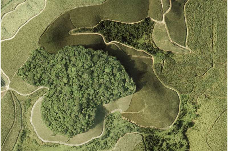 Deforestation in the tropics