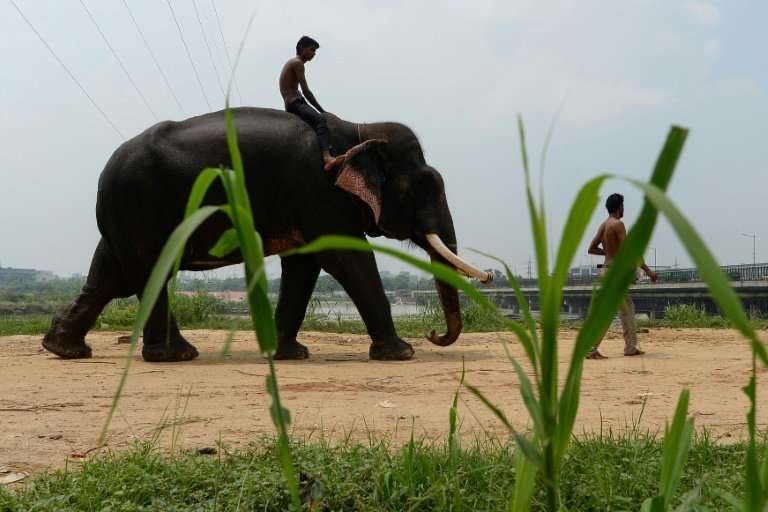 Delhi is no longer a suitable home for elephants and authorities have ordered the seizure of the last six left in the polluted c