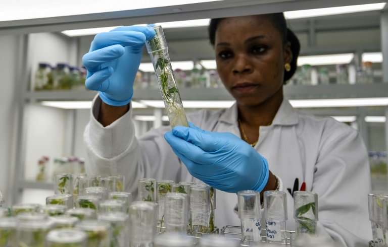 Delicate work: A technician at the WAVE laboratory checks cultures of cassava
