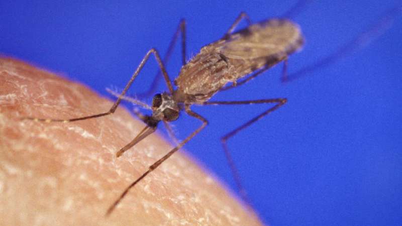 Designer molecule kills malarial parasites