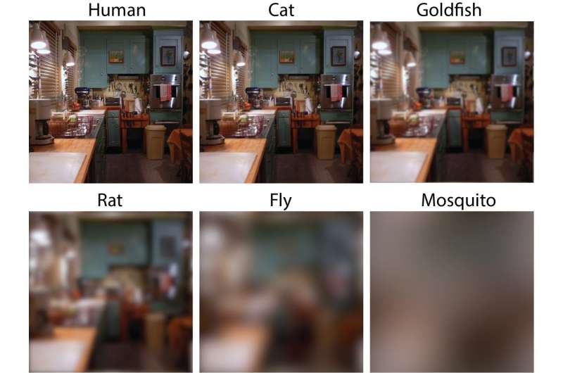 Details that look sharp to people may be blurry to their pets