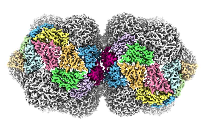 Devastating plant virus is revealed in atomic detail