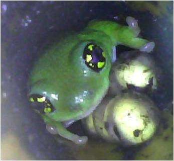 Devoted frog fathers guard their eggs from predators