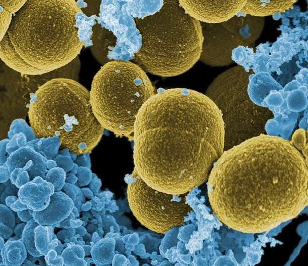 相同的细菌的不同菌株引起广泛不同的免疫反应