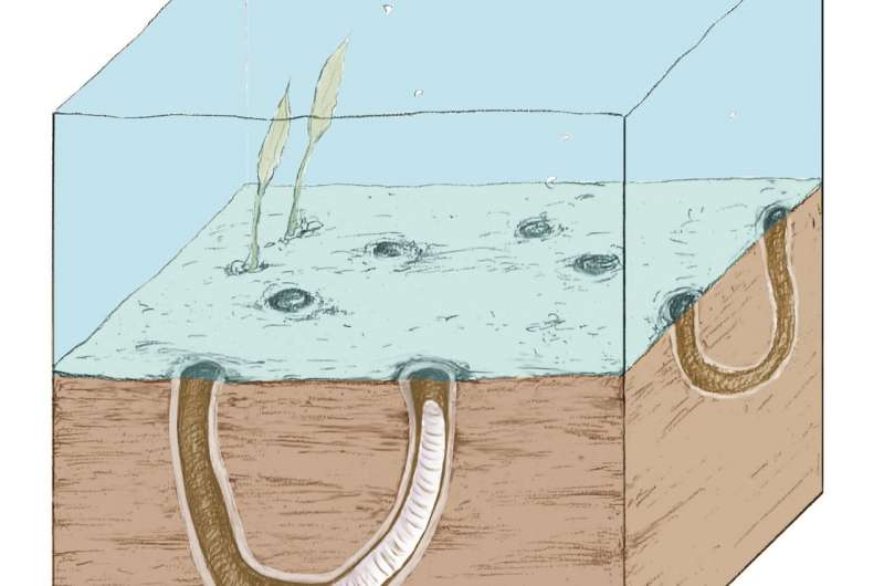Digging up the precambrian—fossil burrows show early origins of animal behavior