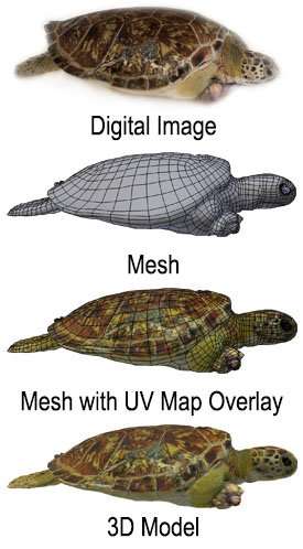 Digital life team creates animated 3-D models of sea turtles from live specimens