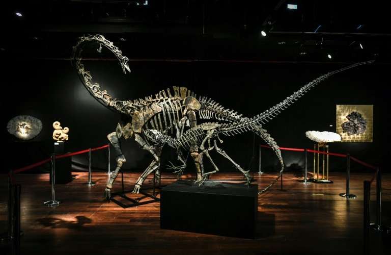 Dinosaur skeletons, including the two being auctioned this week, are increasingly being sought as interior design objects, in pa
