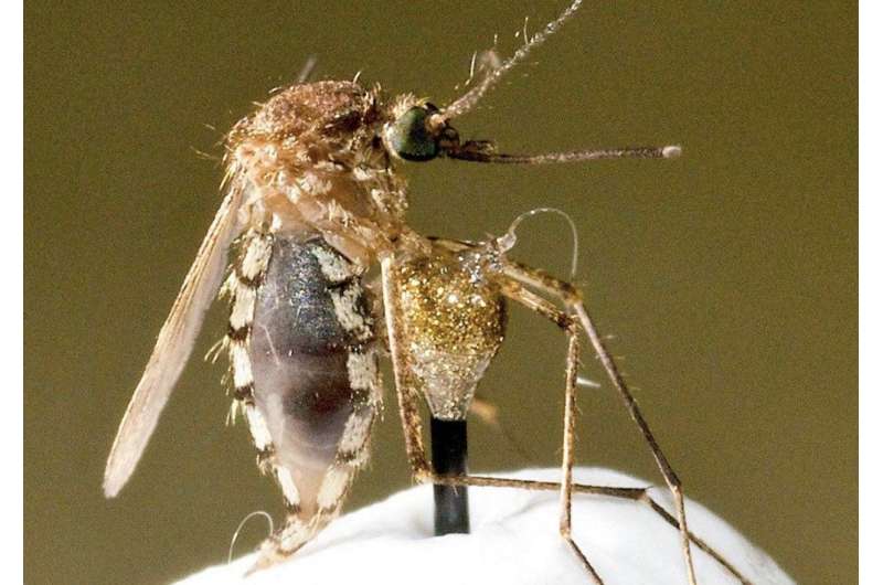 Discovered mode of drinking in mosquitoes carries biomedical implications