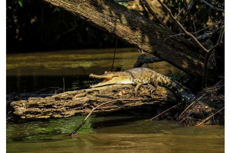Discovered: New species of African crocodile