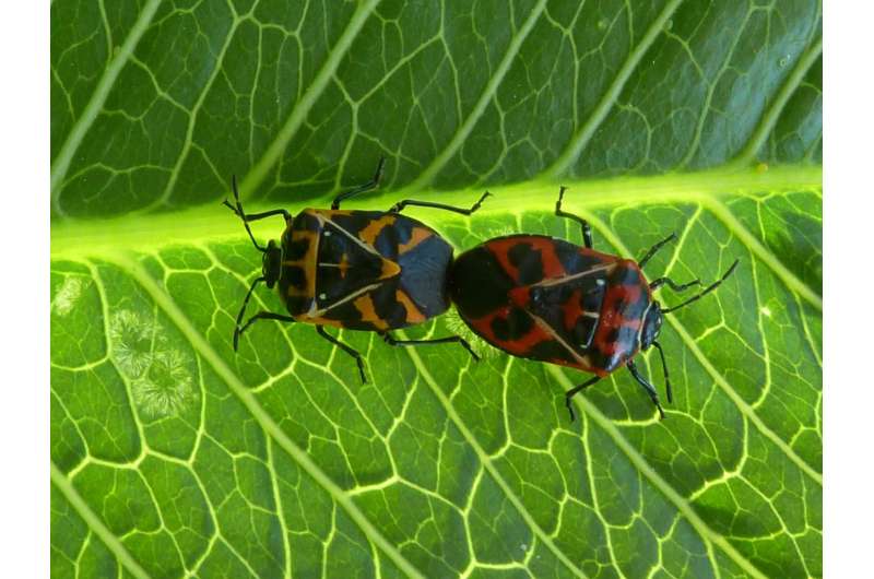 Discovery can help farmers combat stink bugs, save money on pest control