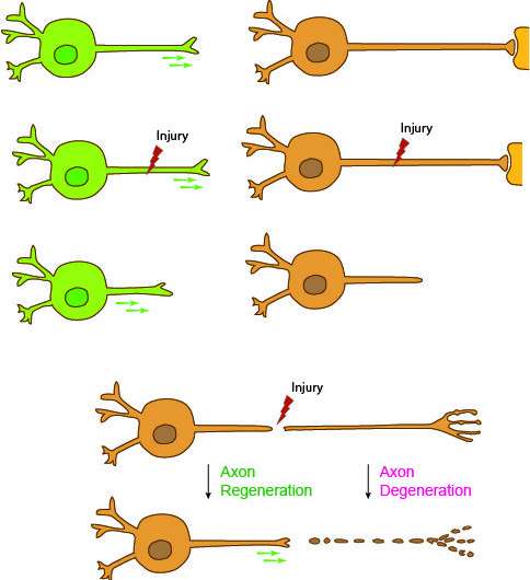 Discovery offers new genetic pathway for injured nerve regeneration