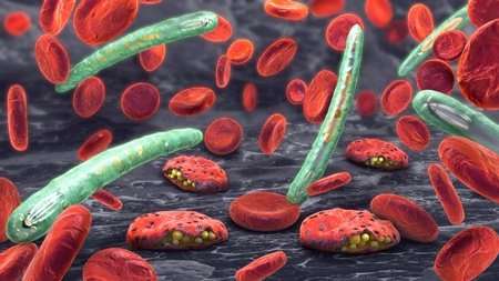 Discovery of novel malaria parasite behaviour offers new target for treatment