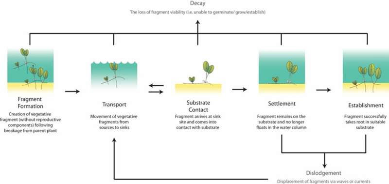 Dispersion of seagrasses via vegetative fragments
