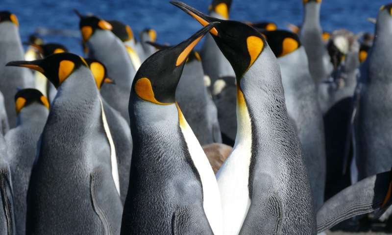 Distinguishing males from females among king penguins