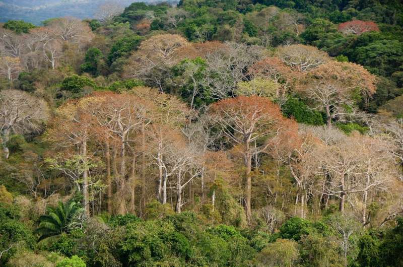 Diverse tropical forests grow fast despite widespread phosphorus limitation
