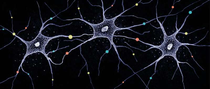 Diversity in the brain -- how millions of neurons become unique