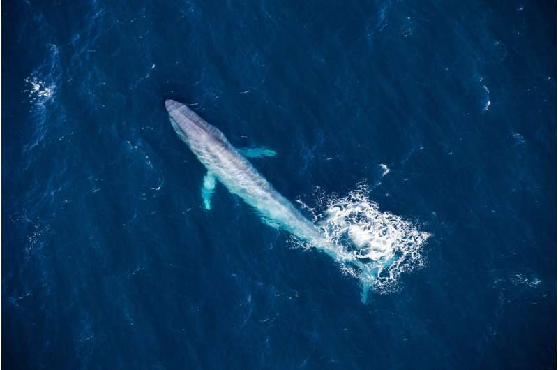 Diving deep into the blue whale genome reveals the animals’ extraordinary evolutionary history