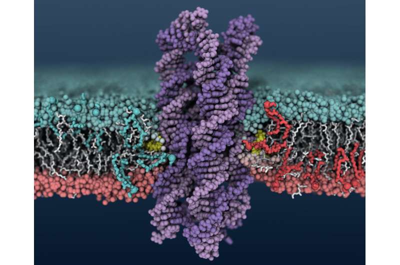 DNA enzyme shuffles cell membranes a thousand times faster than its natural counterpart