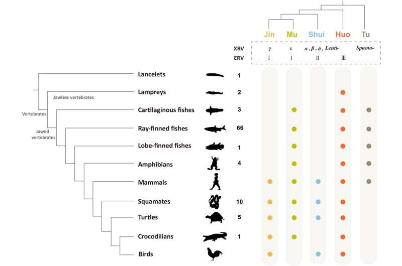 DNA 'fossils' in fish, amphibians, and reptiles reveal deep diversity of retroviruses