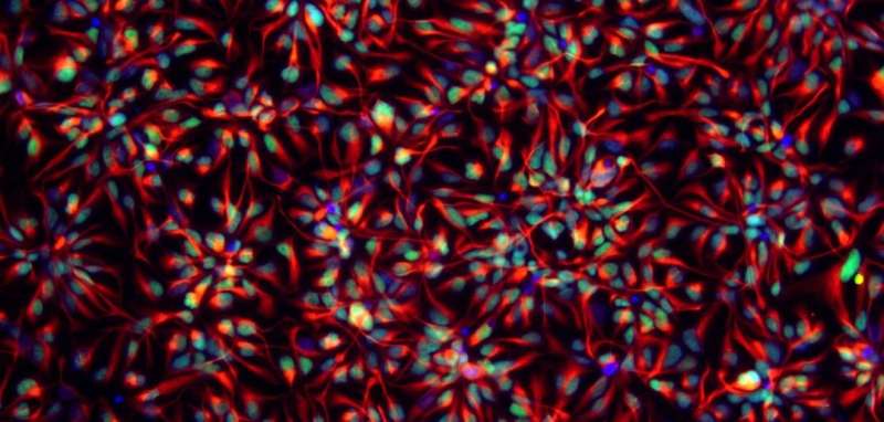 DNA methylation plays key role in stem cell differentiation