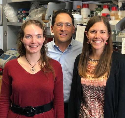 ‘DNA origami’ triggers tissue generation in early development