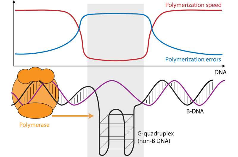 DNA structure impacts rate and accuracy of DNA synthesis