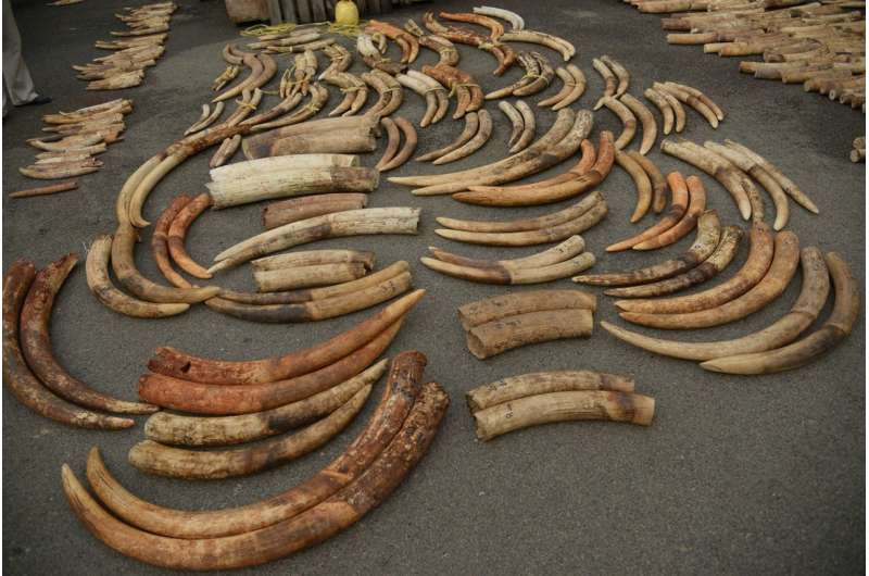 DNA tests of illegal ivory link multiple ivory shipments to same dealers