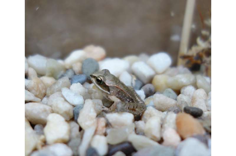 Do neonicotinoids inhibit the development of anti-predatory behaviors in wood frogs?