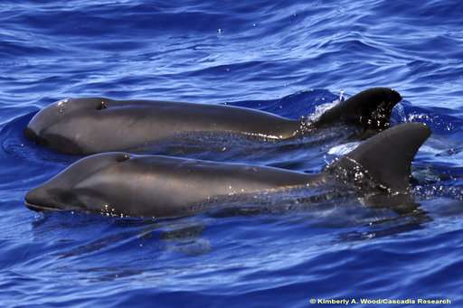 Don't call dolphin hybrid spotted off Hawaii a 'wholphin'