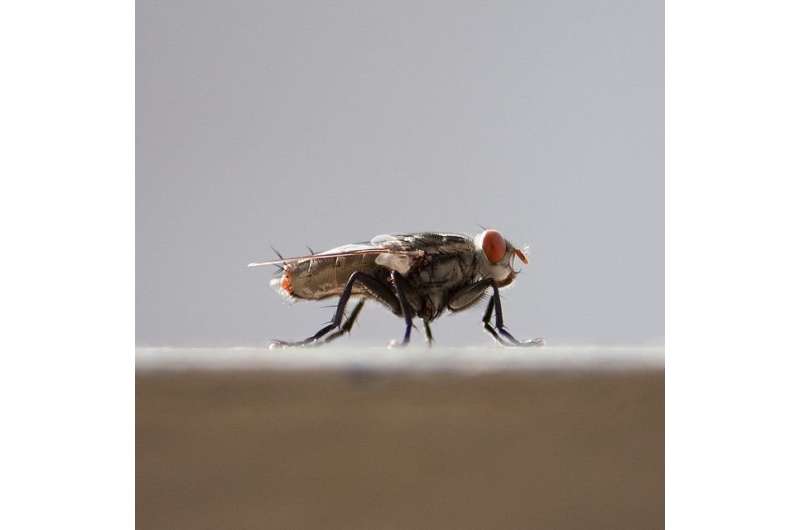 Double stranded RNA treatment can reduce fertility of adult house fly pests