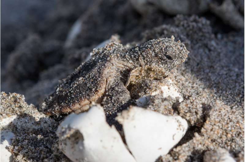 Double trouble: Moisture, not just heat impacts sex of sea turtle hatchlings
