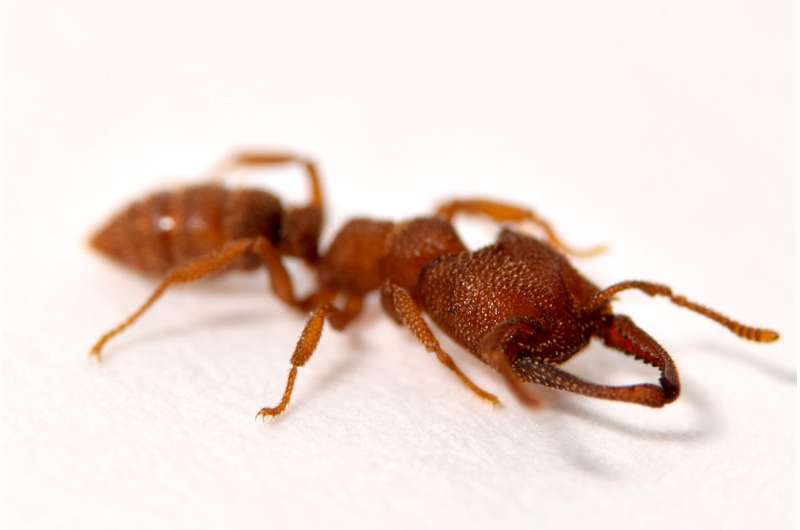 Dracula ants possess fastest known animal appendage: The snap-jaw
