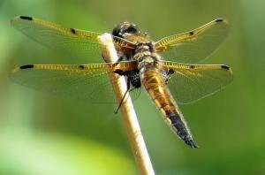 Dragonfly enzymes point to larger evolutionary dynamics