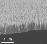 Dragonfly-inspired nano coating kills bacteria upon contact
