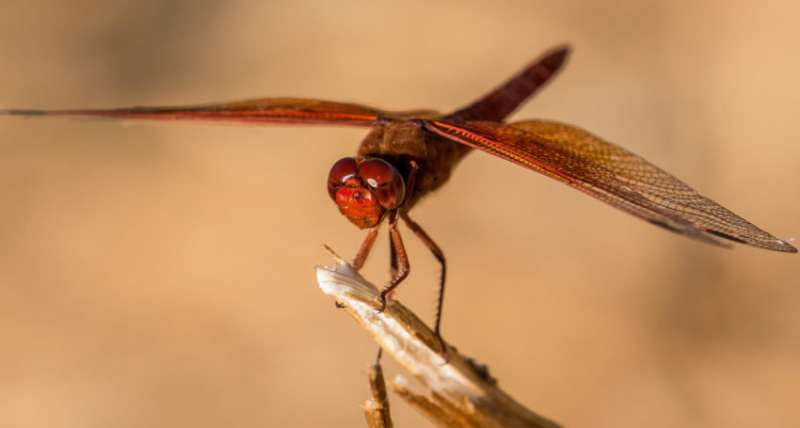 Dragonfly wing technology to defend against post-surgery infection