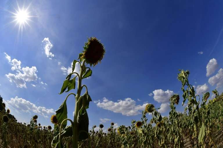 Dried sunflowers in a field near Magdeburg, eastern Germany on July 26, 2018