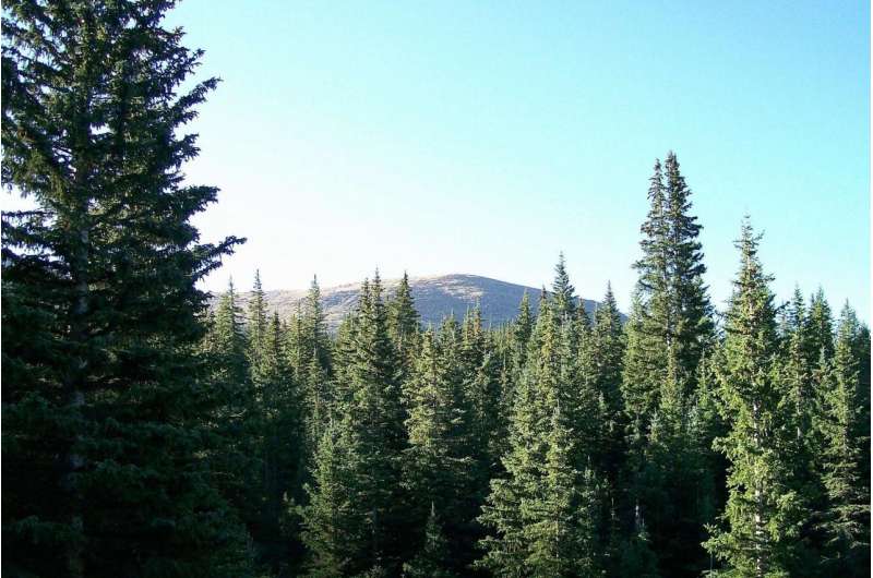 Drier conditions could doom Rocky Mountain spruce and fir trees