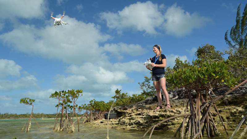 Drones offer ability to find, ID and count marine megafauna