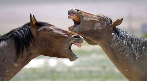 Drought spurs extreme measures to protect West's wild horses