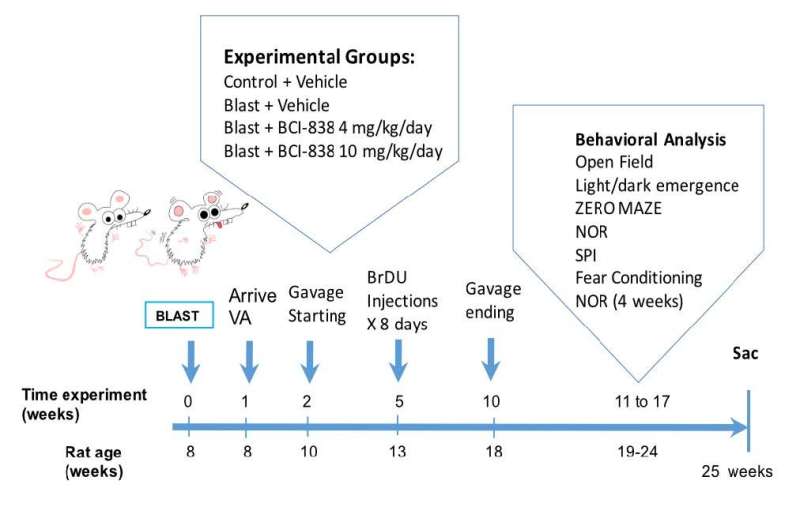 Drug improves PTSD traits in rat model of explosive blasts