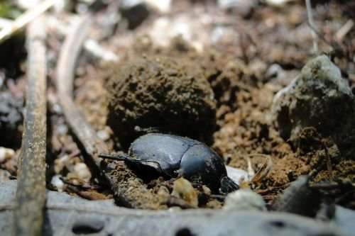 Dung beetles' taste preferences uncovered