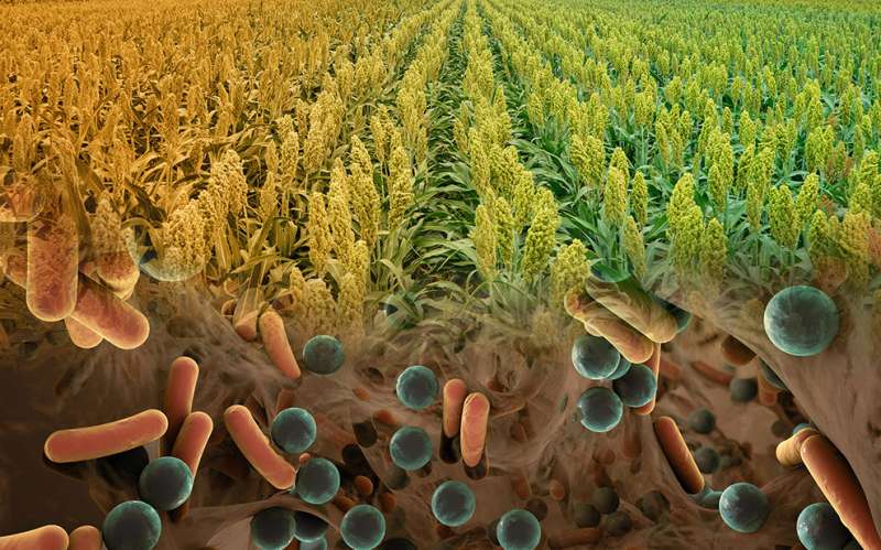 During droughts, bacteria help sorghum continue growing