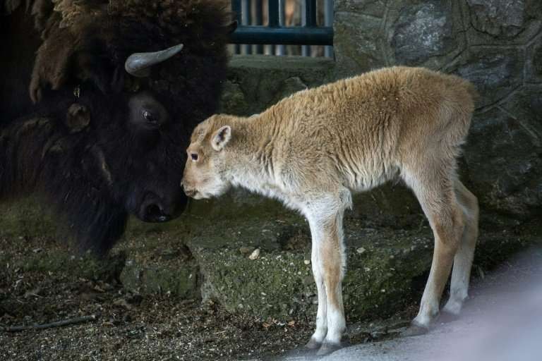 Dusanka's father was also a white bison